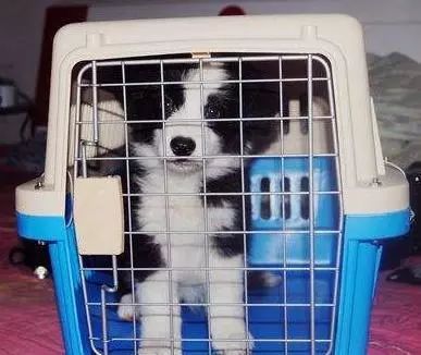 元旦帶狗狗旅行指南 如何辦理寵物托運及利用互聯(lián)網數(shù)據(jù)服務