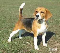 白廣路長期提供養(yǎng)老服務、托管終身寄養(yǎng)與寵物接送 北京寵物服務與互聯(lián)網數(shù)據(jù)服務的融合新篇章