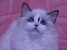 北京布偶貓繁育與互聯(lián)網數(shù)據(jù)服務 現(xiàn)代寵物業(yè)的雙向融合